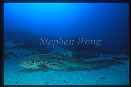 Zebra Shark 04
