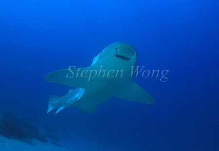 Zebra Shark 05