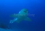 Zebra Shark 05
