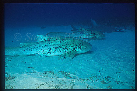 Zebra Shark & White-Spotted Shovelnose Ray 01