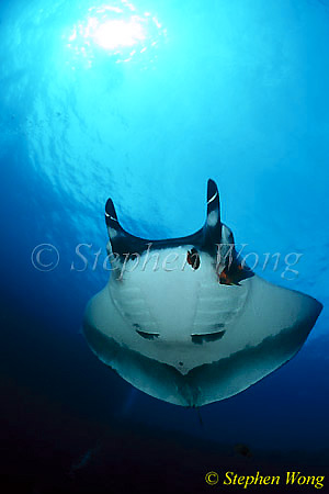 Manta Ray 101 Giant Manta Ray 050703