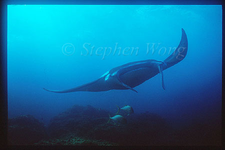 Manta Rays 105 & Trevallys