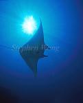 Manta Rays 106