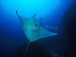 Manta Rays 107