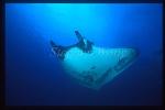 Manta Rays 109