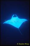 Manta Rays 110