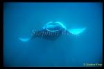 Manta Rays 111