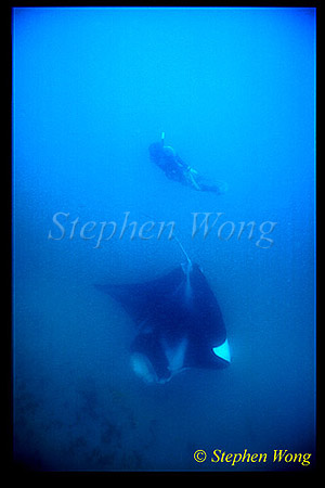 Manta Rays 112 & Takako, CoralBay Australia2002