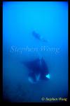 Manta Rays 112 & Takako, CoralBay Australia2002