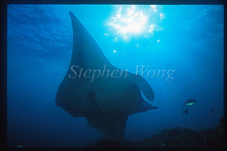 Manta Rays 113 note the shark bite