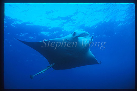 Manta Rays 114