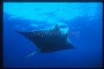 Manta Rays 114
