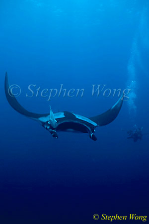 Manta Rays 115, 050703