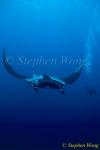 Manta Rays 115, 050703