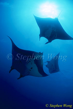 Manta Rays 117, 050703