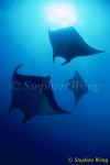 Manta Rays 118, 050703