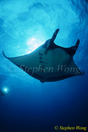 Manta Rays 119, 050703