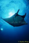 Manta Rays 119, 050703