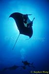 Manta Rays 120, 050703