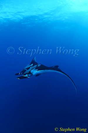 Manta Rays 122, 050703