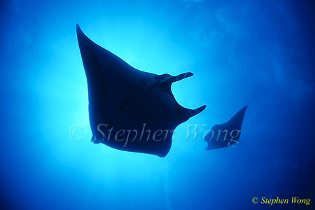 Manta Rays 123, 050703