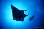 Manta Rays 123, 050703