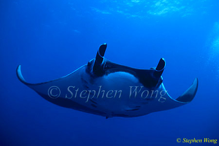 Manta Rays 124, 050703