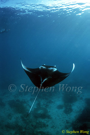 Manta Rays 128, 080203