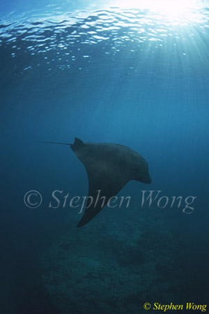 Manta Rays 129, 080203