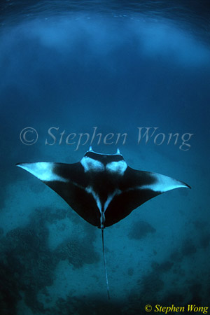 Manta Rays 132, 080203