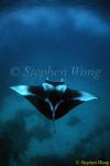 Manta Rays 132, 080203