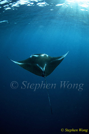 Manta Rays 135, 080203