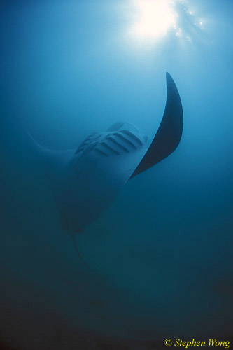 Manta Rays 136 020804