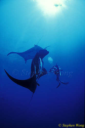 Manta Rays 138 051304 Mexico
