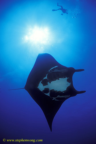 Manta Rays 140 & diver 060104