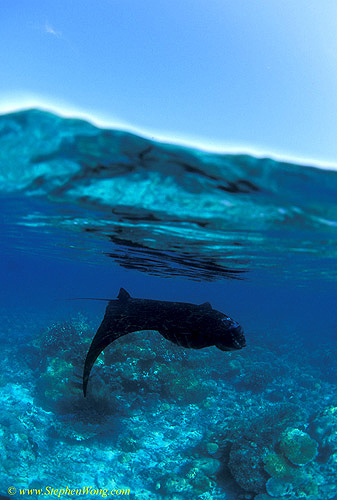 Manta rays 147 split 030106