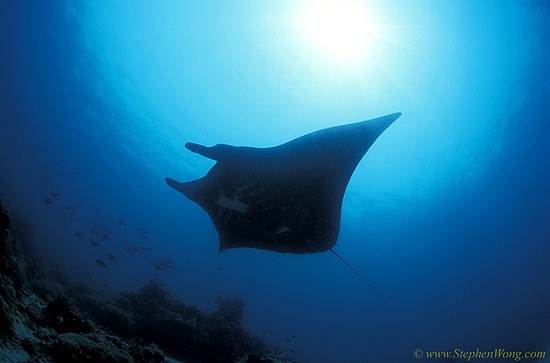 Manta rays 156 030106