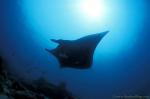 Manta rays 156 030106