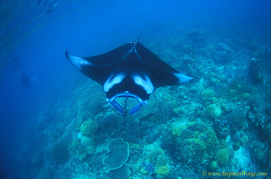 Manta rays 159 030106