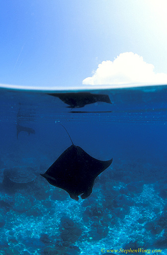 Manta rays 162 split 030106