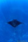 Manta rays 163 030106