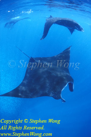 Manta Rays 170t RA0607 Stephen WONG 010109