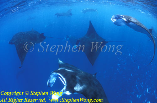 Manta Rays 171tb RA0607 Stephen WONG 010109