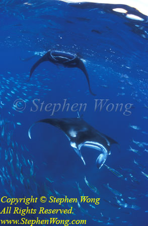 Manta Rays 173t Manta birostris, RA0607 Stephen WONG 010109