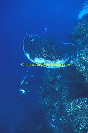Marbled Stingray 04 & diver 060608