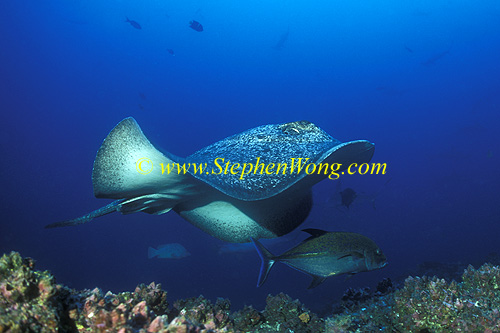 Marbled Stingray 05tc & Blue Spotted Jacks 060608