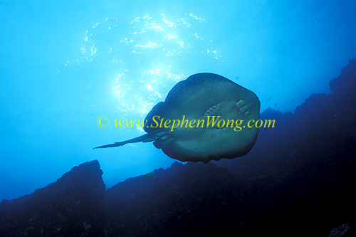 Marbled Stingray 05t 060608