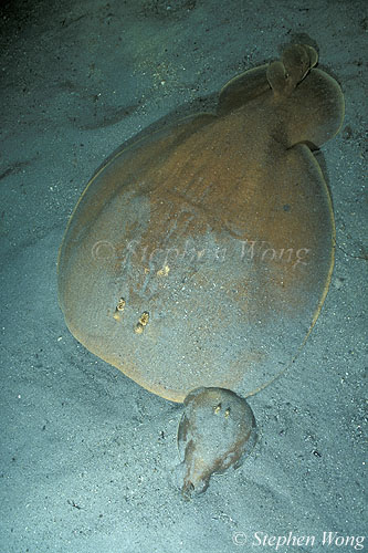 Numb Rays 01 pa & pup 020804