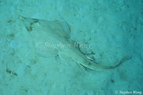 Short-Snout Shovelnose Ray 01 020804