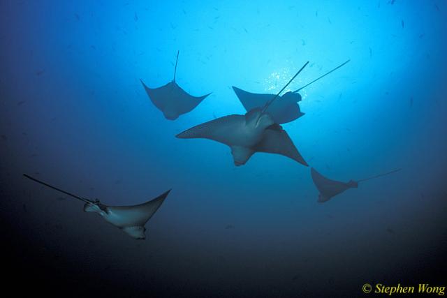 Spotted Eagle & Golden Cownose Rays Schooling 01, Galapagos 110103